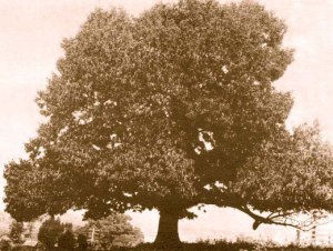 chestnut-tree